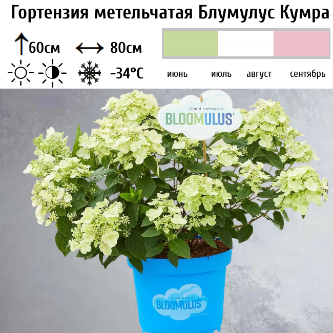 Гортензия метельчатая "Блумулус Кумра"
