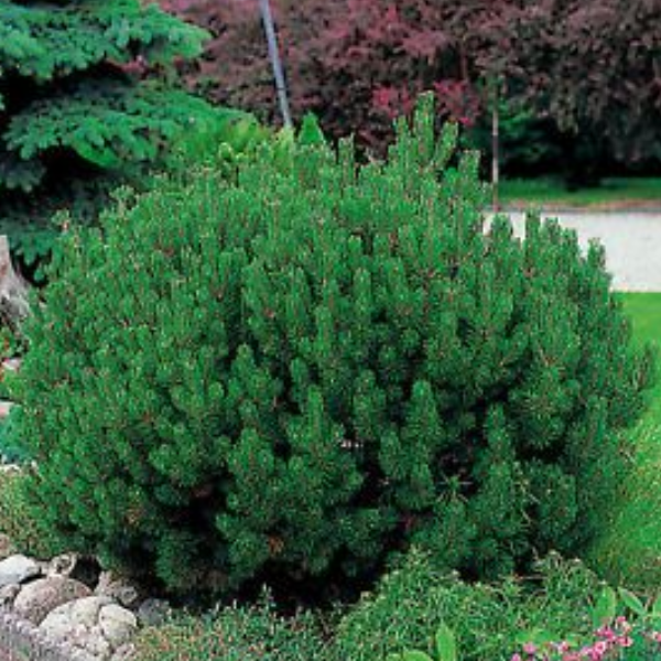 Сосна горная "Мопс" 