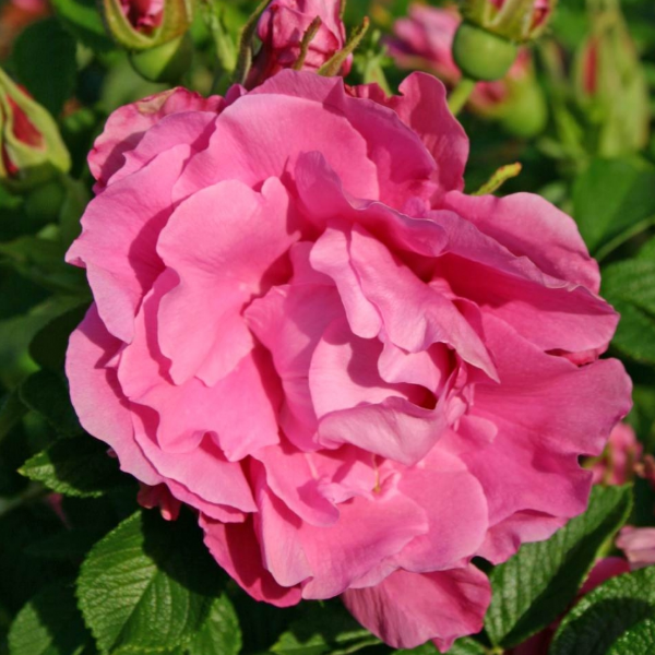 Роза Ругоза "Romantic Roadrunner"