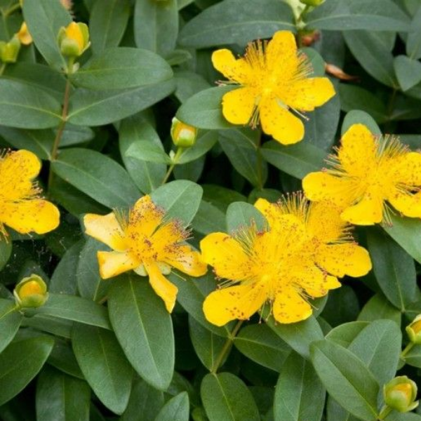 Зверобой  "Петер Даммер"