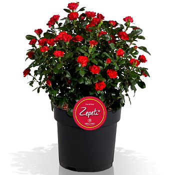 Роза миниатюрная "Zepeti" 