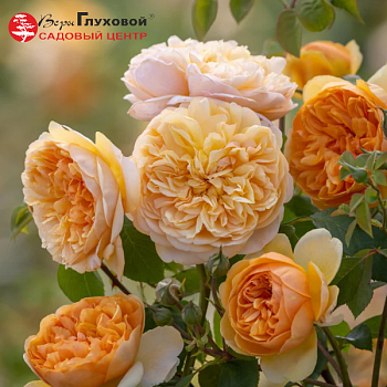 Роза флорибунда D.Austin "Bring me sunshine" 