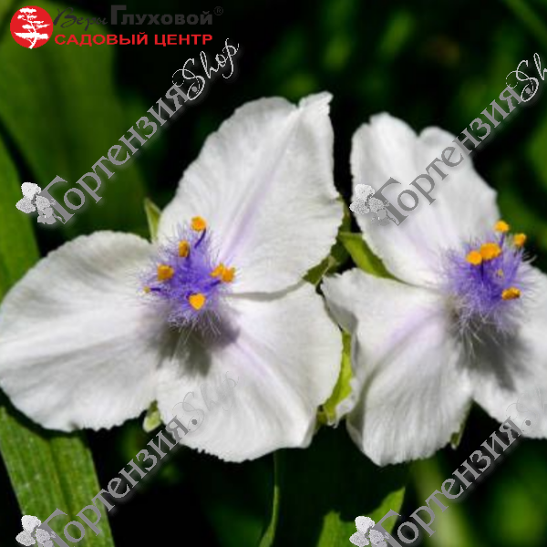 Традесканция андерсона "Литтл Вайт Долл"