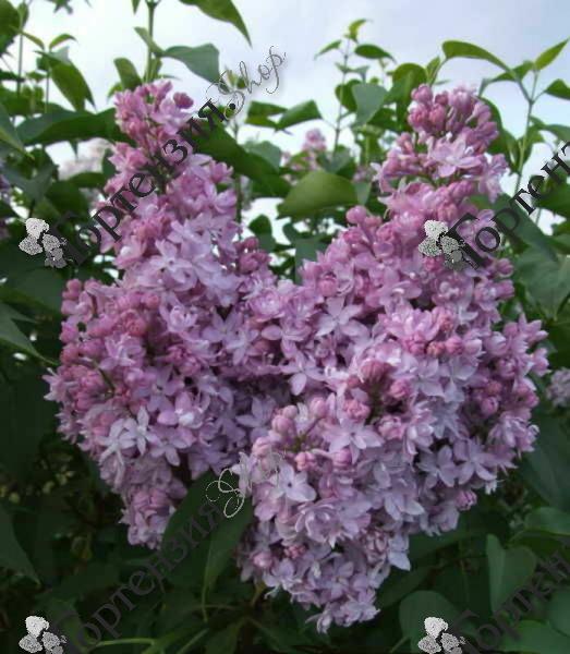 Сирень обыкновенная "Серебрянные звезды" 