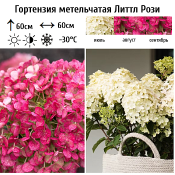 Гортензия метельчатая Литтл Рози 