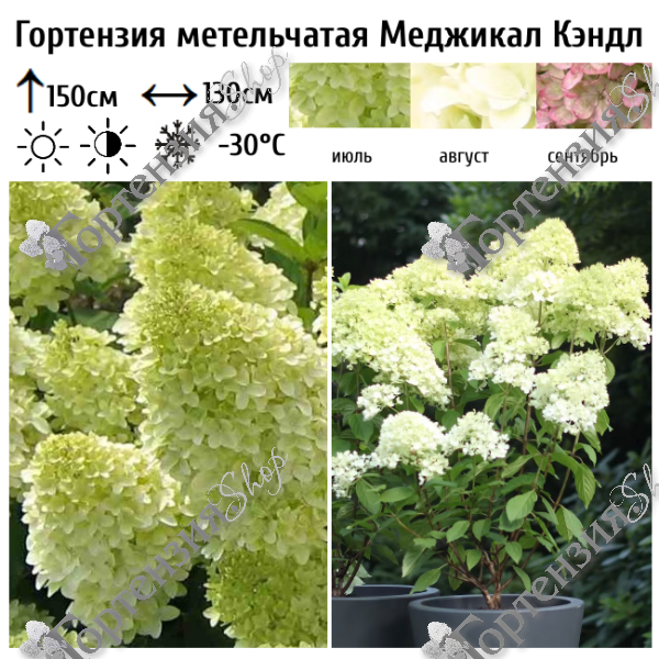 Гортензия метельчатая "Меджикал Кендл"