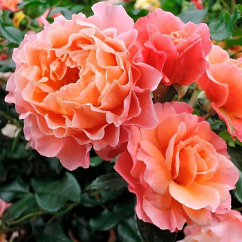 Роза полиантовая "Marie Curie" 