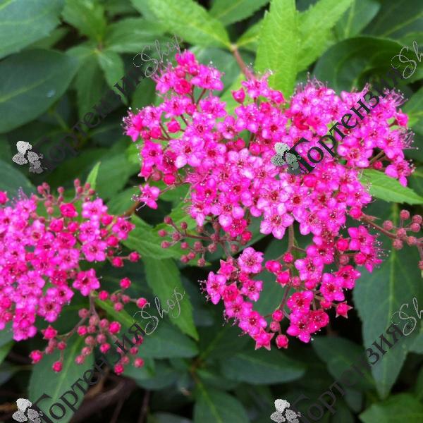 Спирея японская "Неон Флеш"