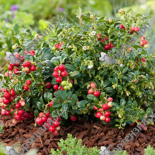 Брусника "Коралл"