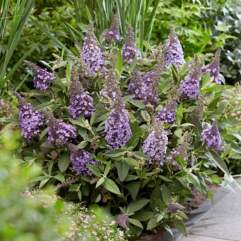 Буддлея Давида "Баттерфляй Канди Литтл Лила" 