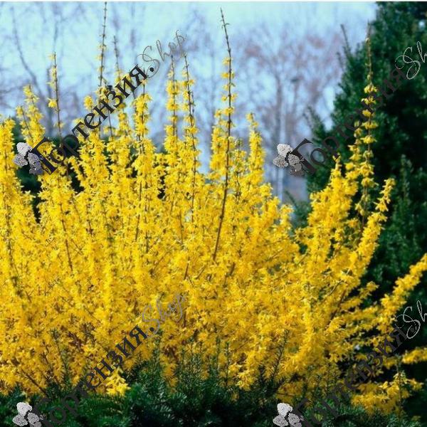 Форзиция промежуточная "Вик Энд"