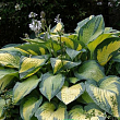 Хоста 