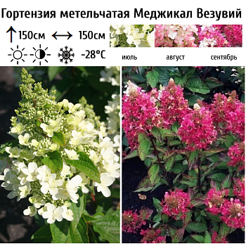 Гортензия метельчатая "Меджикал Везувий" 