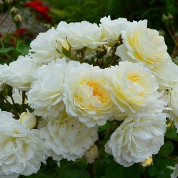 Роза флорибунда "Taxandria" 