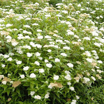 Спирея японская "Альбифлора" 